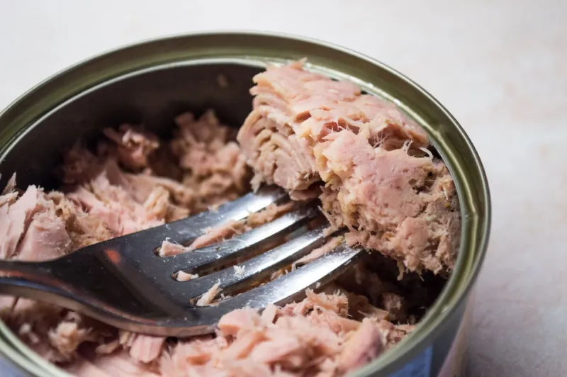 some canned tuna, a very healthy addition to any diet a fork is being used to pick up some tuna chunks