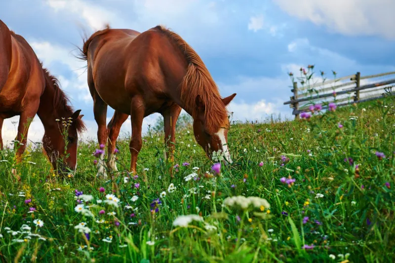 horses graze in a meadow in the mountains, sunset in carpathian mountains - beautiful summer landscape, bright cloudy sky and sunlight, wildflowers