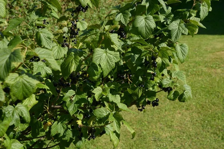 big shrub of blackcurrant in the summer garden