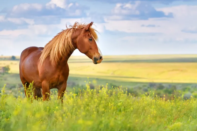 red horse with long mane in flower field against sky