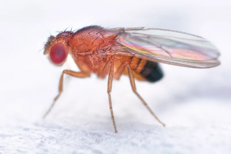 drosophila melanogaster fruit fly extreme close up macro