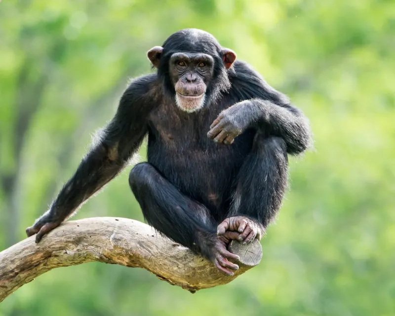 chimpanzee xxvi
