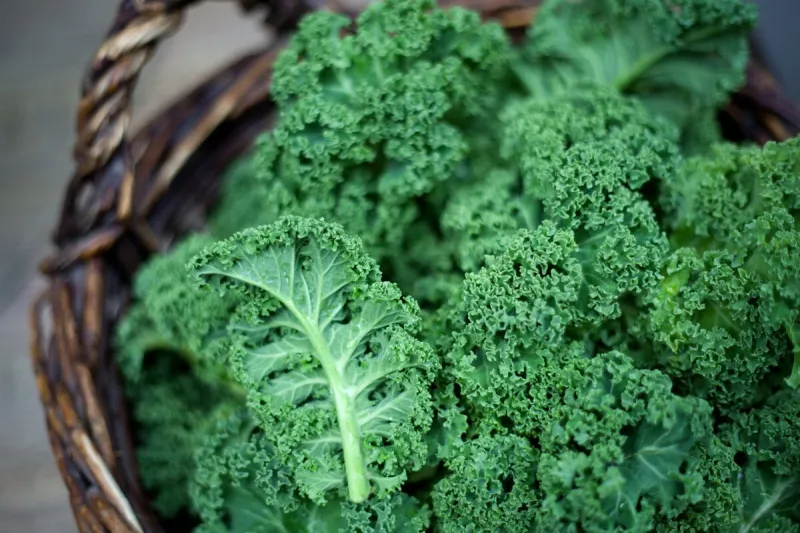 kale green cabbage in rustic basket on daylight winter vegetables