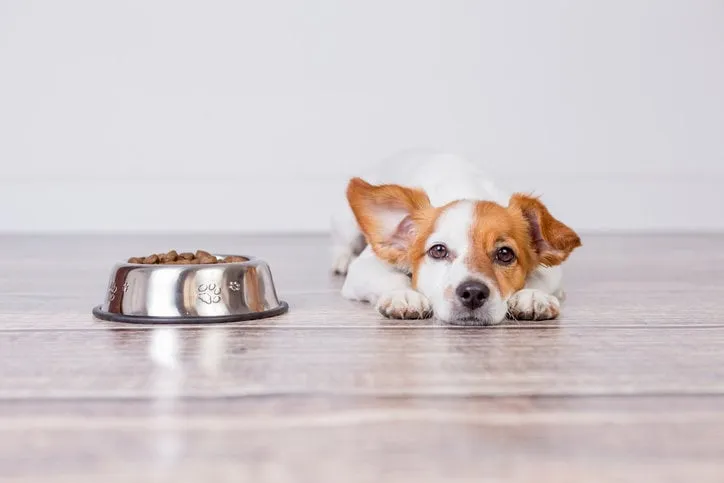 cute small dog waiting for meal or dinner the dog food he is lying on the floor and looking at the camera white background and pets indoors