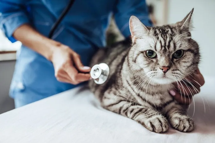 cropped image of beautiful female doctor veterinarian with stethoscope is examining cute grey cat at vet clinic