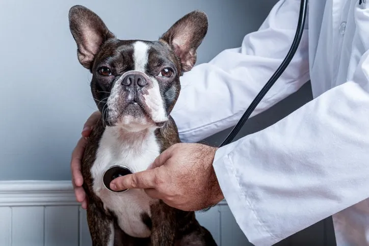 veterinary doctor examing heart of dog boston terrier with stethoscope portrait