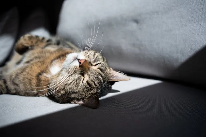 tabby cat lying on back sunbathing on sofa