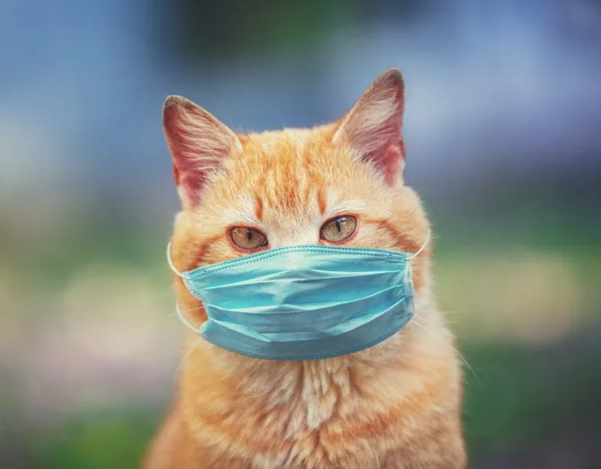 portrait of a ginger cat the cat in the medical face mask (respirator) outdoors medical concept
