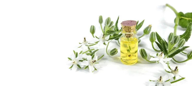 borage oil, borago officinalis flowers on white background, close up