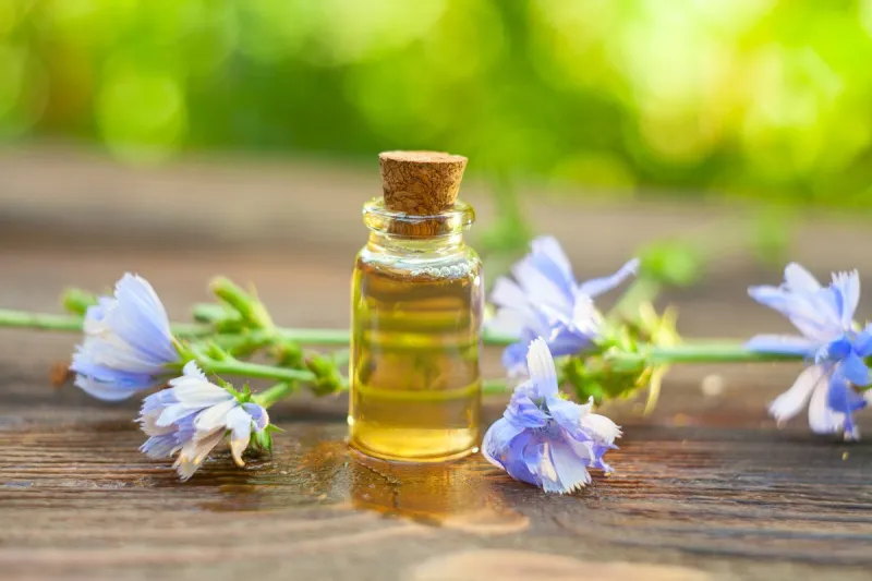 chicory essential oil in a beautiful bottle on the table