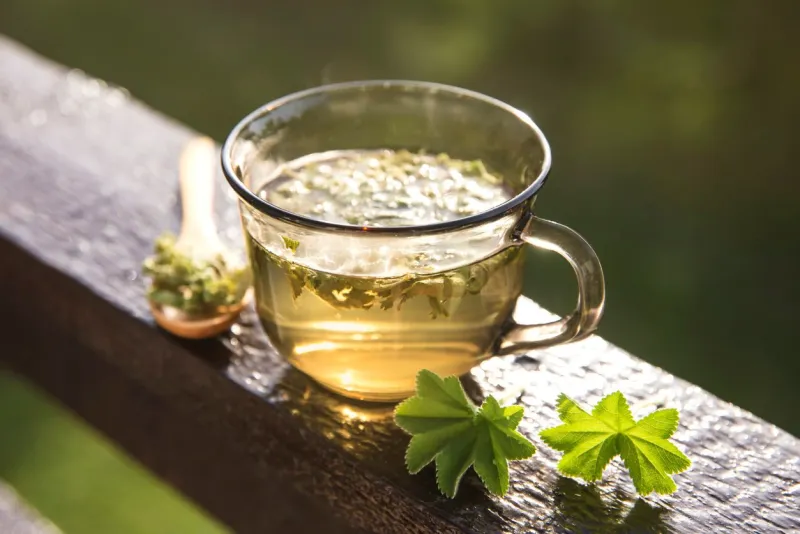 alchemilla vulgaris, common lady's mantle medicinal herbal tea concept composition on natural wooden board with beautiful back light from sunny day in summer