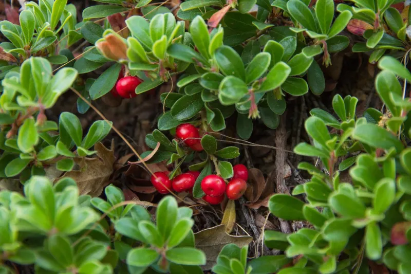 plant with medicinal properties leaves and ripe berries of bearberry , arctostaphylos uva ursi - planta con propiedades medicinales hojas y bayas maduras de gayuba, uva de oso, arctostaphylos uva-ursi