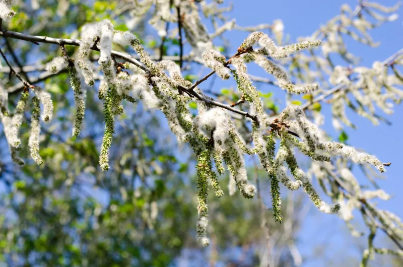 populus tremula, also called aspen, has spread it's seeds all over the place, here you see some left on the tree
