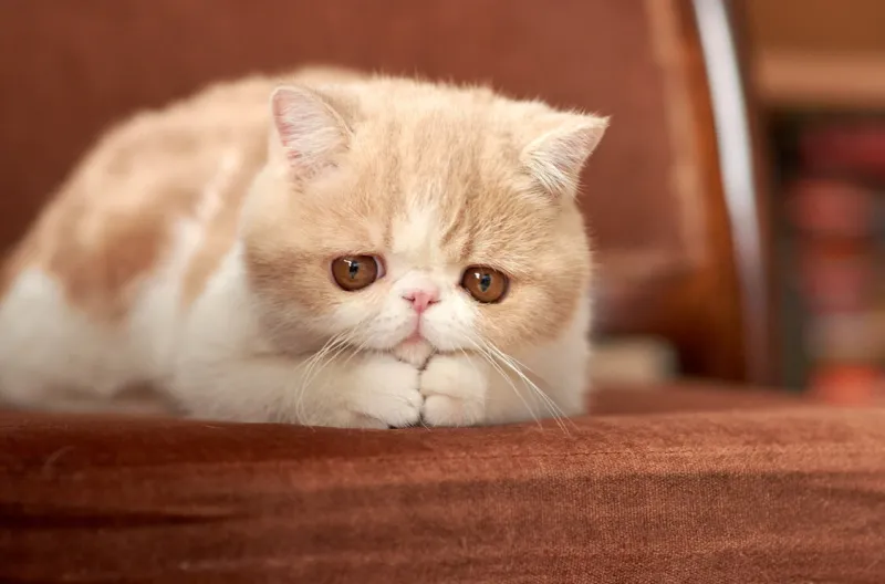 a beautiful kitten of the exotic shorthair breed lies on the brown background of the house color cream with white, blurred focus