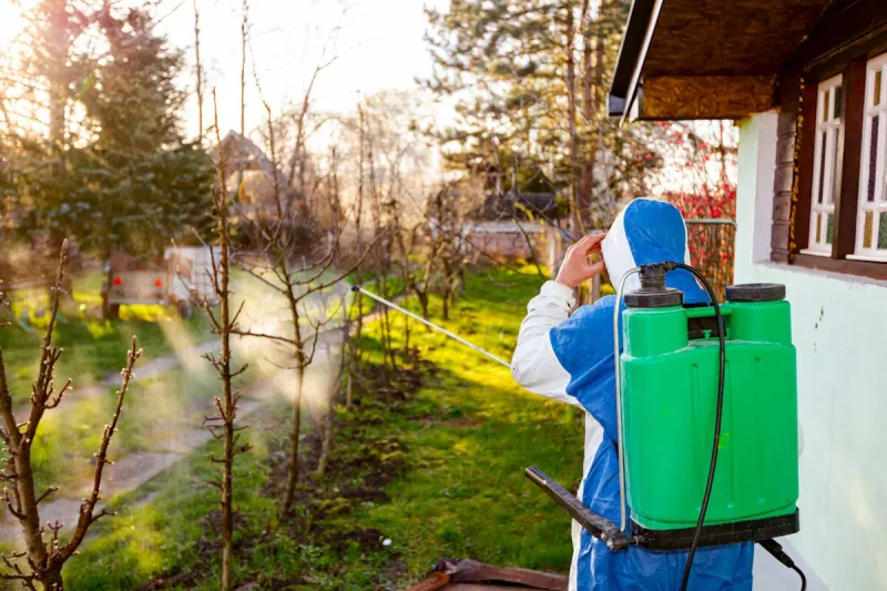 shot from behind, backlight on farmer with protective clothing sprays fruit trees in orchard using long sprayer to protect them with chemicals from fungal disease or vermin at early springtime