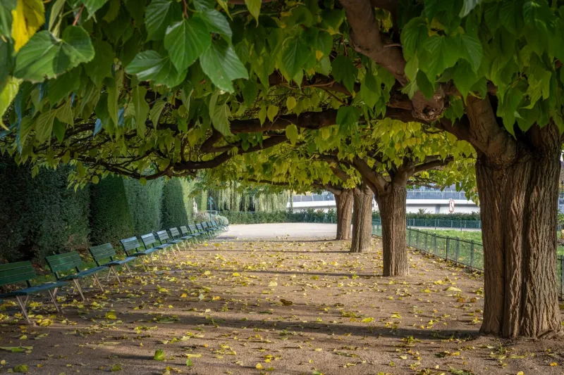 paris, france - 11 30 2023  memorial of the martyrs of the deportation view of trees and benches in the park