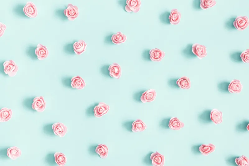 flowers composition pink rose flowers on pastel blue background valentines day, mothers day, womens day concept flat lay, top view