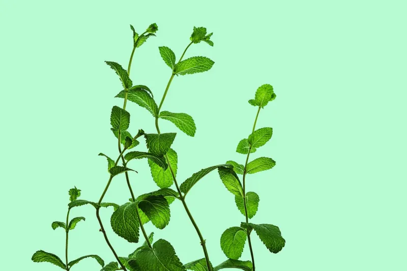 fresh green mint leaves isolated on pastel blue green background flat lay, top view close up of peppermint