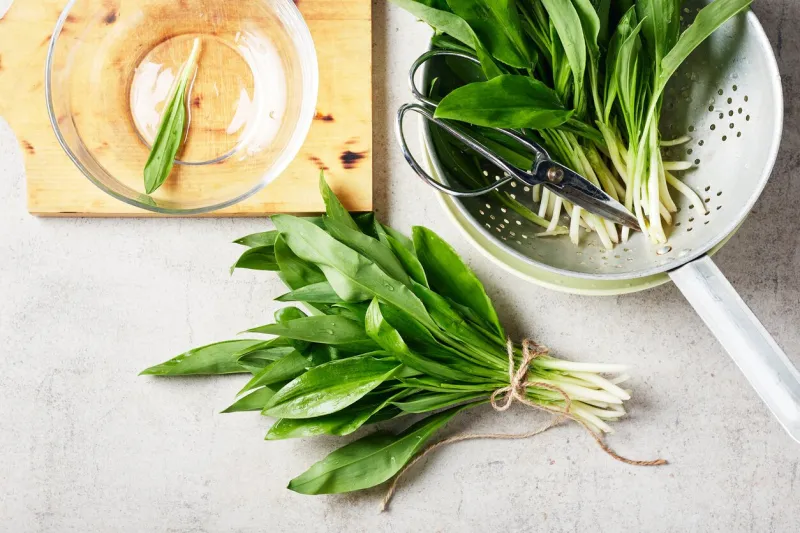 bunch of fresh ramson (wild garlic) for making pesto sauce