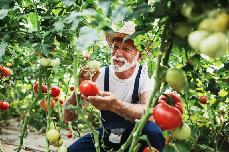 mature farmer at work in greenhouse