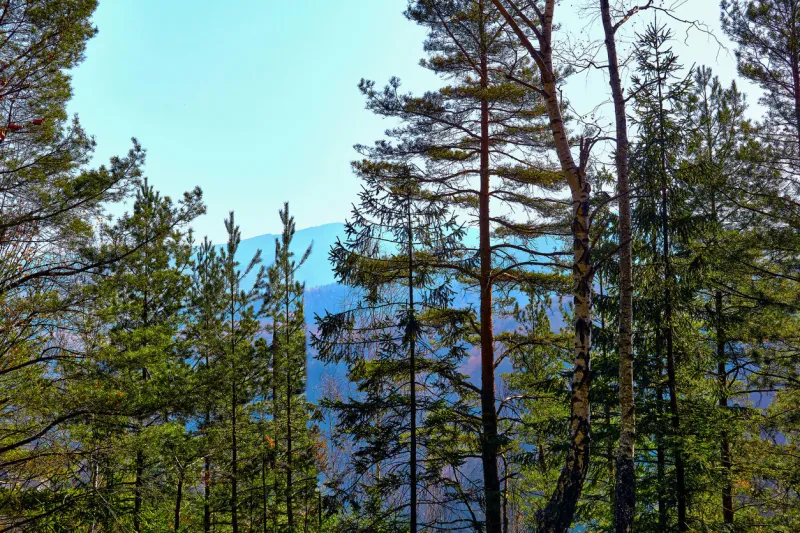 a large green calm area covered chiefly with trees and undergrowth