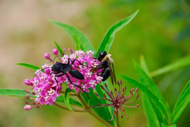 la guêpe mange mais l'abeille recueille le nectar sur les fleurs de valériane