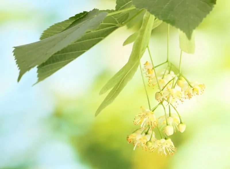 branche de fleurs de tilleul dans le jardin