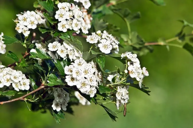 les arbustes aubépine (crataegus oxyacantha) guérison des fleurs