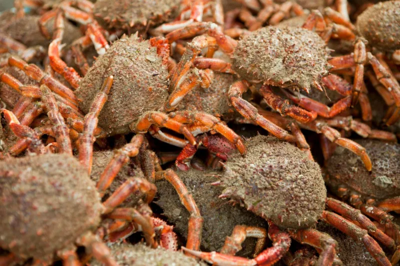 orange spider crabs for sale at a frenchprovincial market in normandy