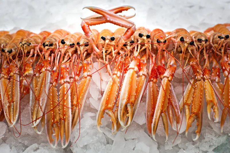 group of crayfish, and one is crossing its claws