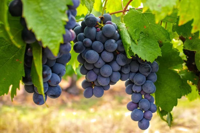 french red and rose wine grapes plant, growing on ochre mineral soil, new harvest of wine grape in france