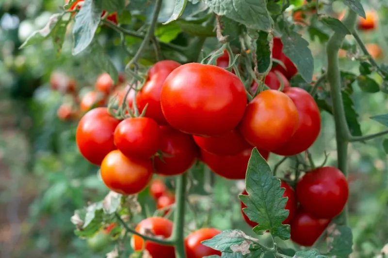 close up shot of organic tomatoes growing on a stem local produce farm copy space for text, background