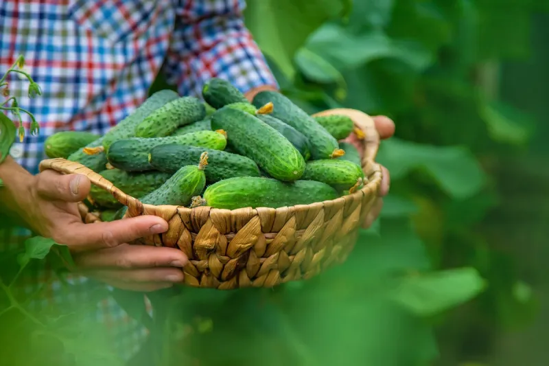 a man holds a harvest of cucumbers in his hands selective focus kid