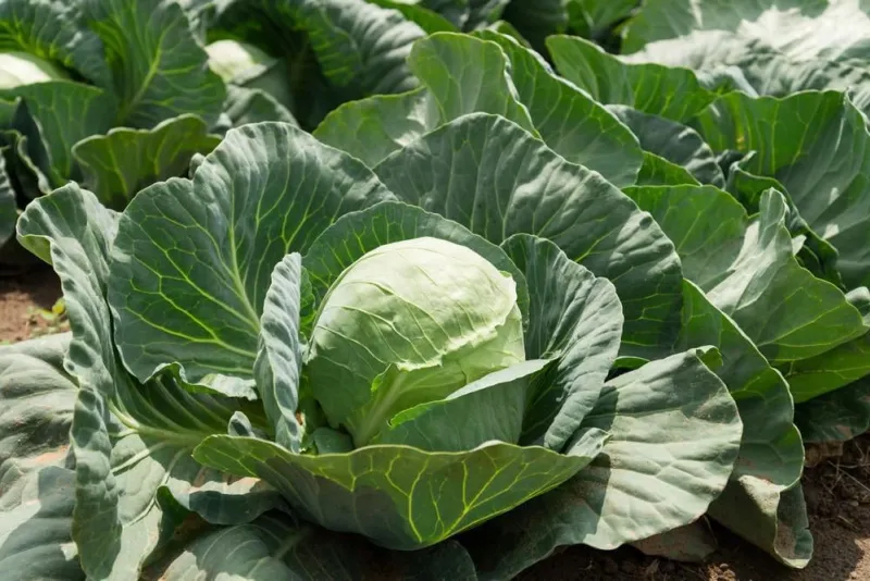gros plan de légume chou frais sur fond de champ