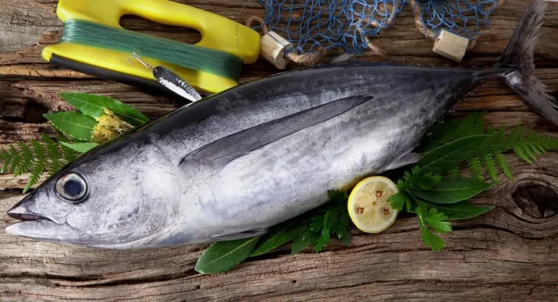 germon capturé dans la pêche sportive