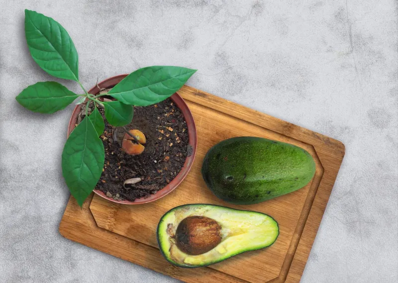 avocado fruit, half an avocado and a growing avocado plant from seed in pot on wooden cutting board