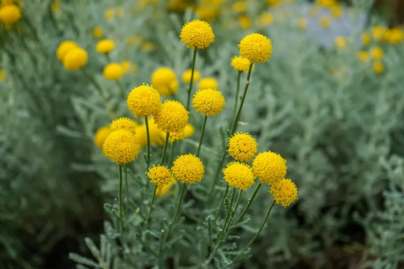 santolina chamaecyparissus also known as cotton lavender growing in garden