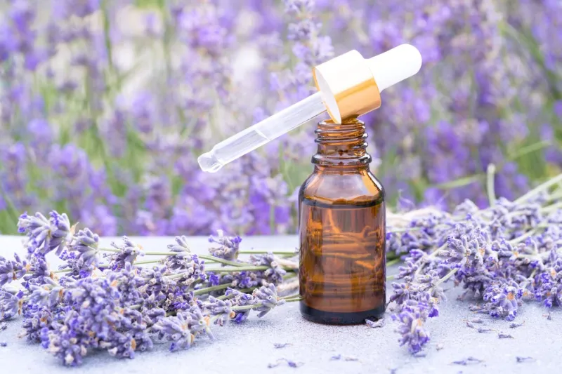 dropper bottle with lavender cosmetic oil or hydrolate against lavender flowers field as background herbal cosmetics and modern apothecary concept lavender beauty products