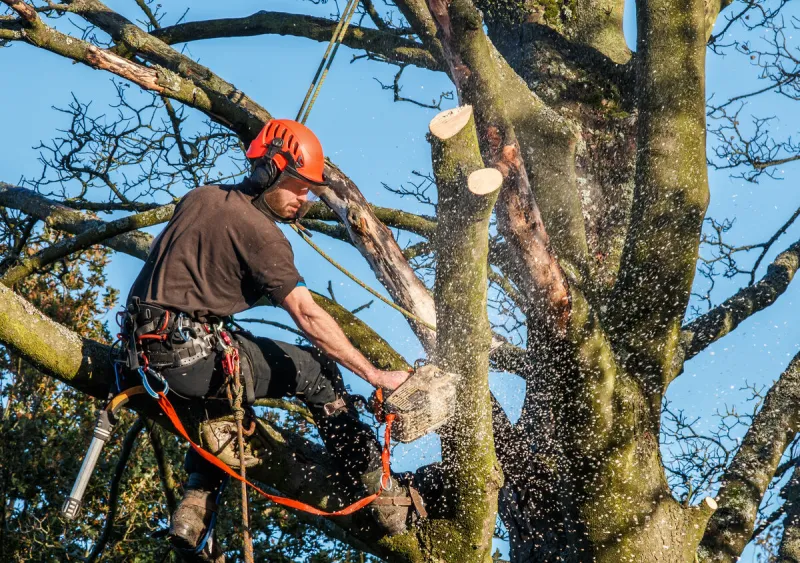 trre surgeon hangingfrom ropes in the crown of a tree using a chainsaw to cut branches down the adult male is wearing full safety equipment motion blur of chippings and sawdust
