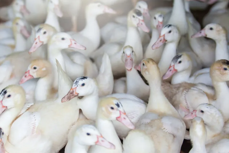 a flock of white ducks in a poultry farm, free-range ducks an open farm in thailand farming, livestock concepts close-up selective focus