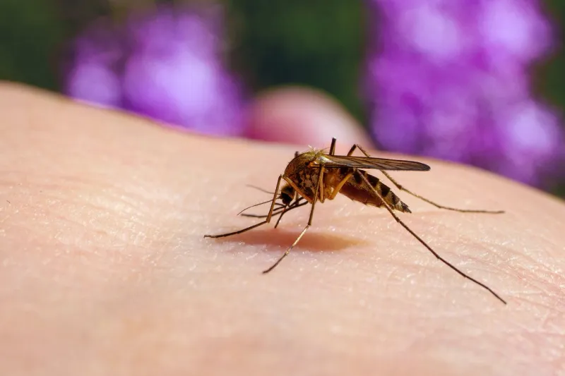 culex pipiens feeding on a human host macro of common house mosquito sucking blood