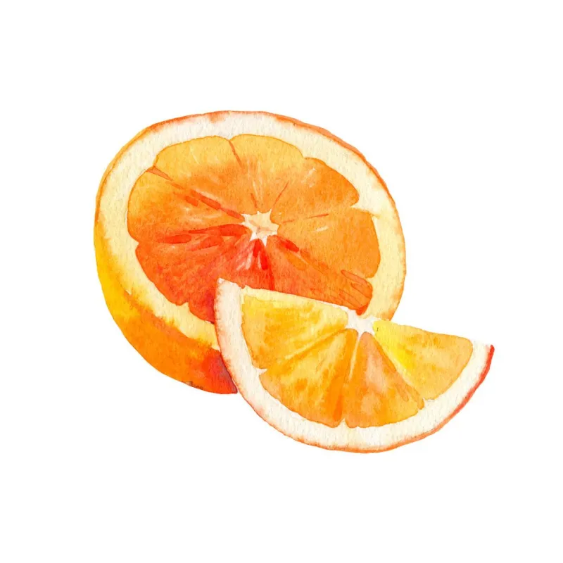 vector watercolour orange fruit illustration hand drawn orange fresh orange fruit bright and fresh illustration watercolor botanical painting