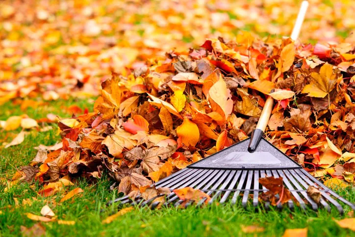 pile of fall leaves with fan rake on lawn