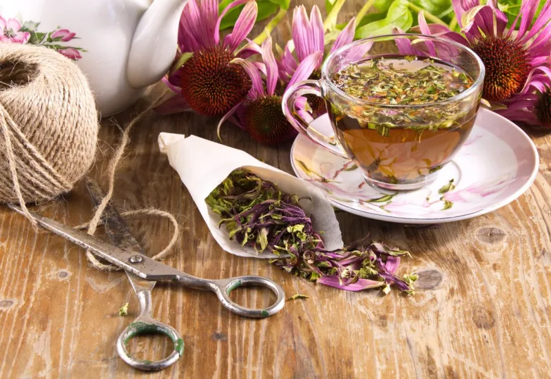 tea drink with echinacea purpurea (echinacea purpurea) dried, used in folk medicine as an antiviral