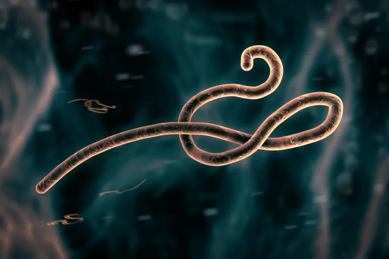 microscopic view of the ebola virus illustration