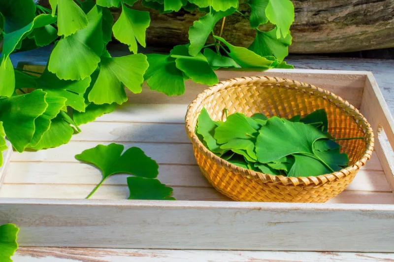 medicinal green leaves from the ginkgo biloba or ginko tree side viewselected leaves on a table and on a dish prepared for further use