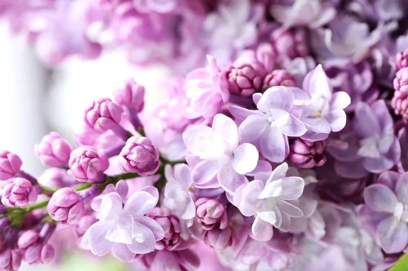 blooming purple lilac flowers background, close up