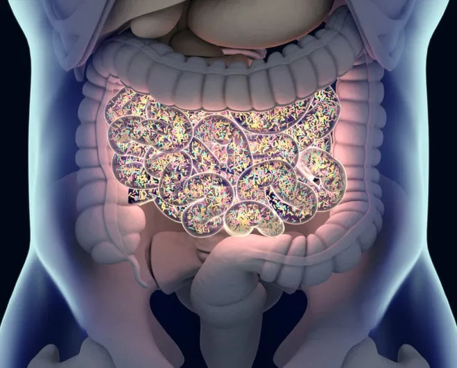gut bacteria , gut flora, microbiome bacteria inside the small intestine, concept, representation 3d illustration gut bacteria , gut flora, microbiome bacteria inside the small intestine, concept, representation 3d illustration