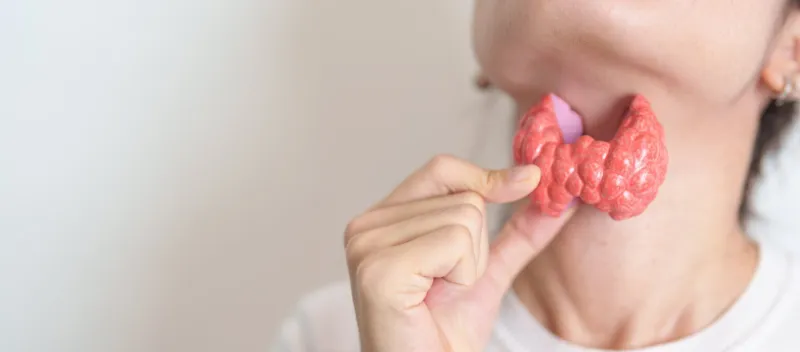 woman holding human thyroid anatomy model with her neck hyperthyroidism, hypothyroidism, hashimoto thyroiditis, thyroid tumor and cancer, postpartum, papillary carcinoma and health concept