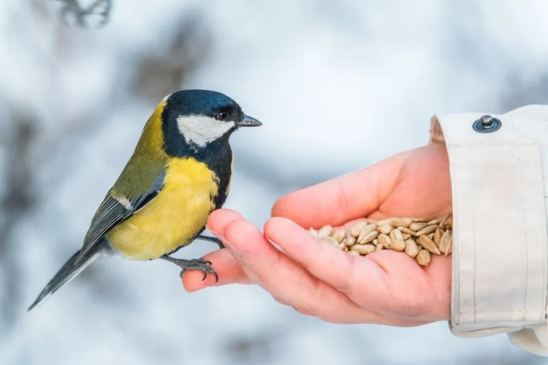 girl feeds a tit from a palm a bird sits on a woman's hand and eats seeds caring for animals in winter or autumn the great tit, parus major